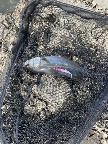 フッコ（マルスズキ）の釣果