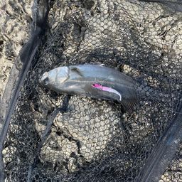 フッコ（マルスズキ）