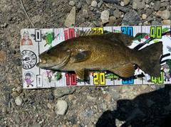 スモールマウスバスの釣果