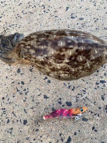 モンゴウイカの釣果