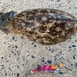 モンゴウイカ