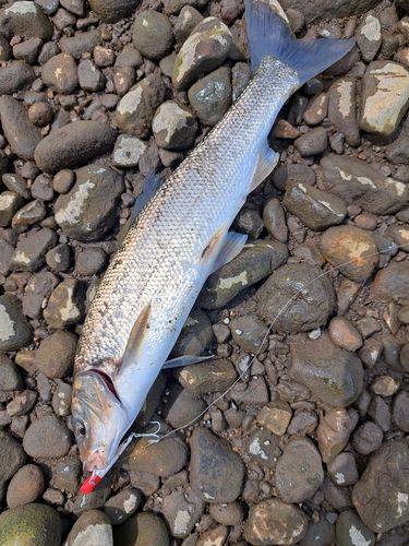 ウグイの釣果