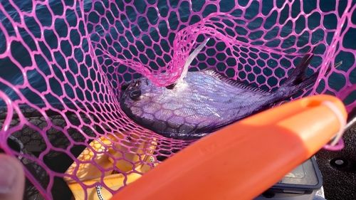 シマガツオの釣果