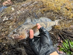 アイナメの釣果