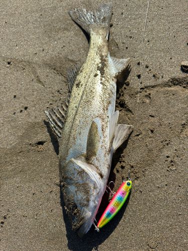 セイゴ（マルスズキ）の釣果