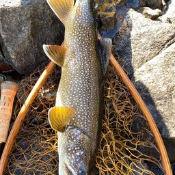 レイクトラウト