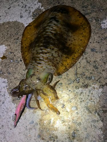 アオリイカの釣果
