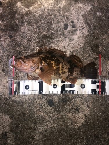 カサゴの釣果