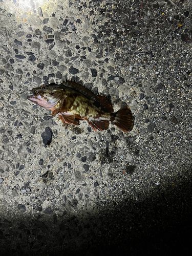 ガシラの釣果