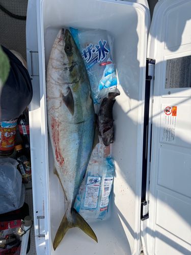 ブリの釣果