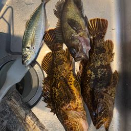 タケノコメバル