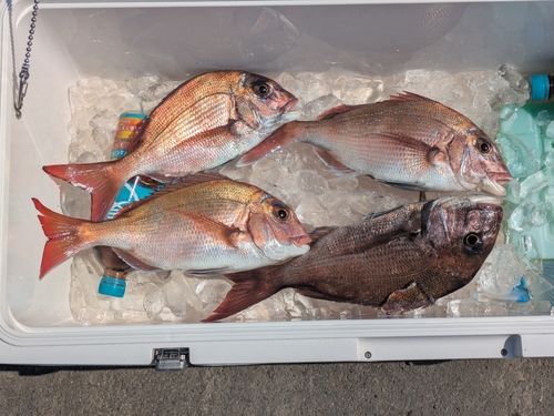マダイの釣果