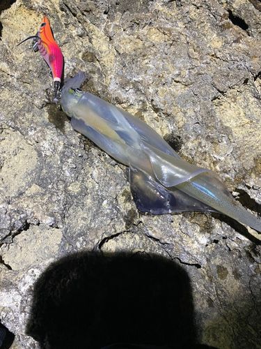 ヤリイカの釣果