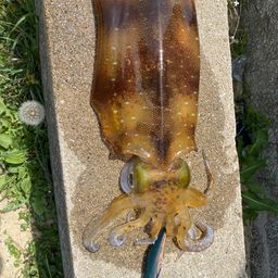 アオリイカ