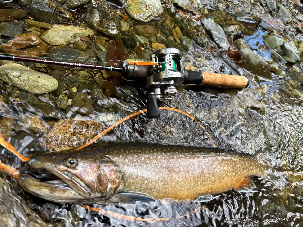 ブルックトラウト