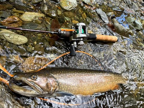 ブルックトラウトの釣果