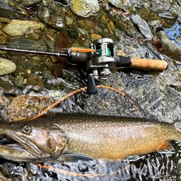 ブルックトラウト