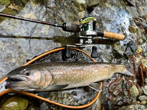 イワナの釣果