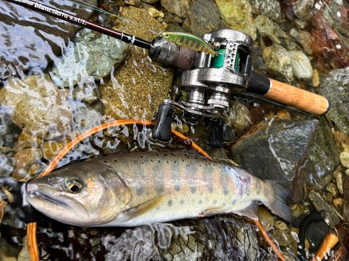 ヤマメの釣果
