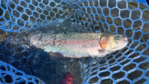 ニジマスの釣果