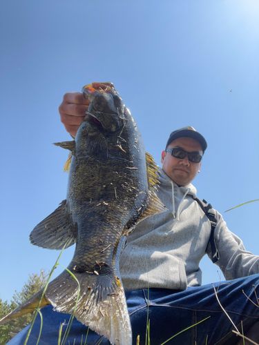 スモールマウスバスの釣果