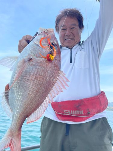 マダイの釣果
