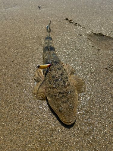 マゴチの釣果