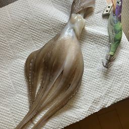 タコ