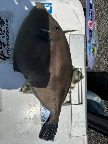 ウマヅラハギの釣果