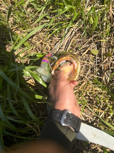 マナマズの釣果