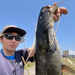 マナマズ