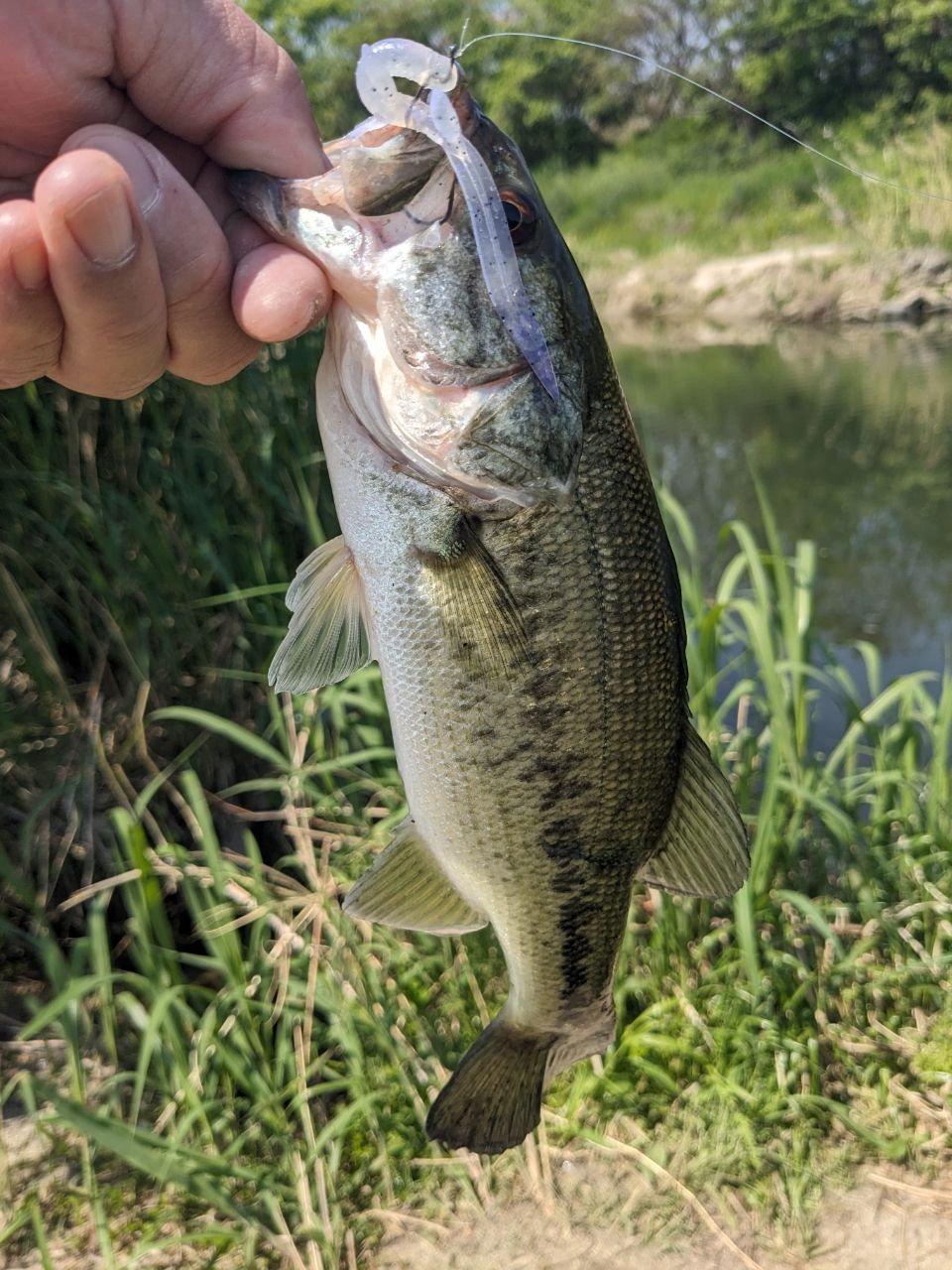 ラージマウスバス