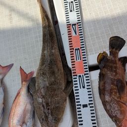 コチ