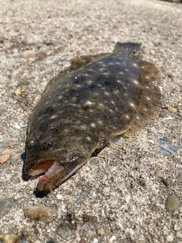 ヒラメの釣果