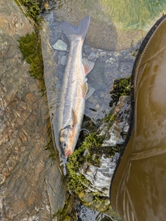 ウグイの釣果