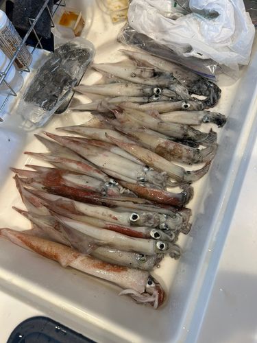 ヤリイカの釣果