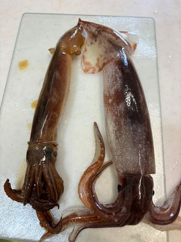 スルメイカの釣果