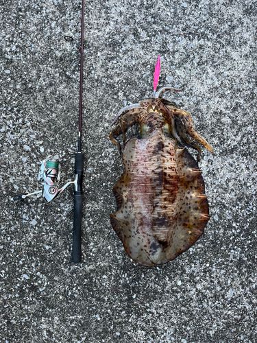 アオリイカの釣果