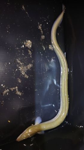 ウナギの釣果