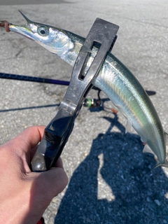 サヨリの釣果