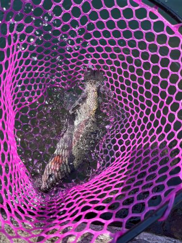 ニジマスの釣果