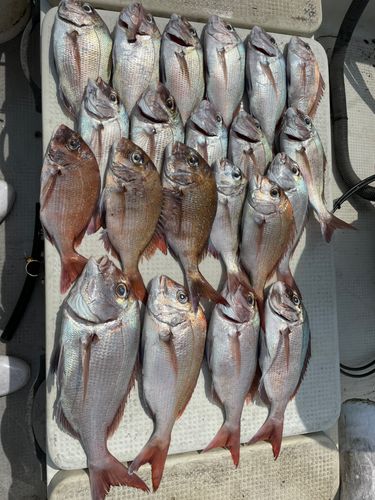 タイの釣果