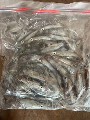 チイチイイカの釣果