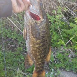 スモールマウスバス