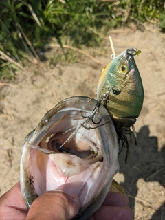 ラージマウスバスの釣果