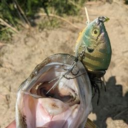 ラージマウスバス