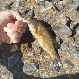 スモールマウスバス