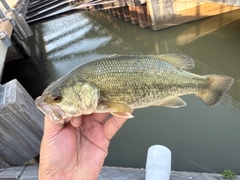 ラージマウスバスの釣果