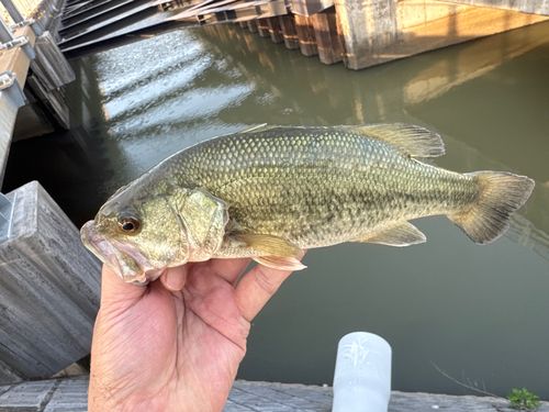 ラージマウスバスの釣果
