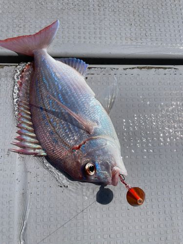 チダイの釣果
